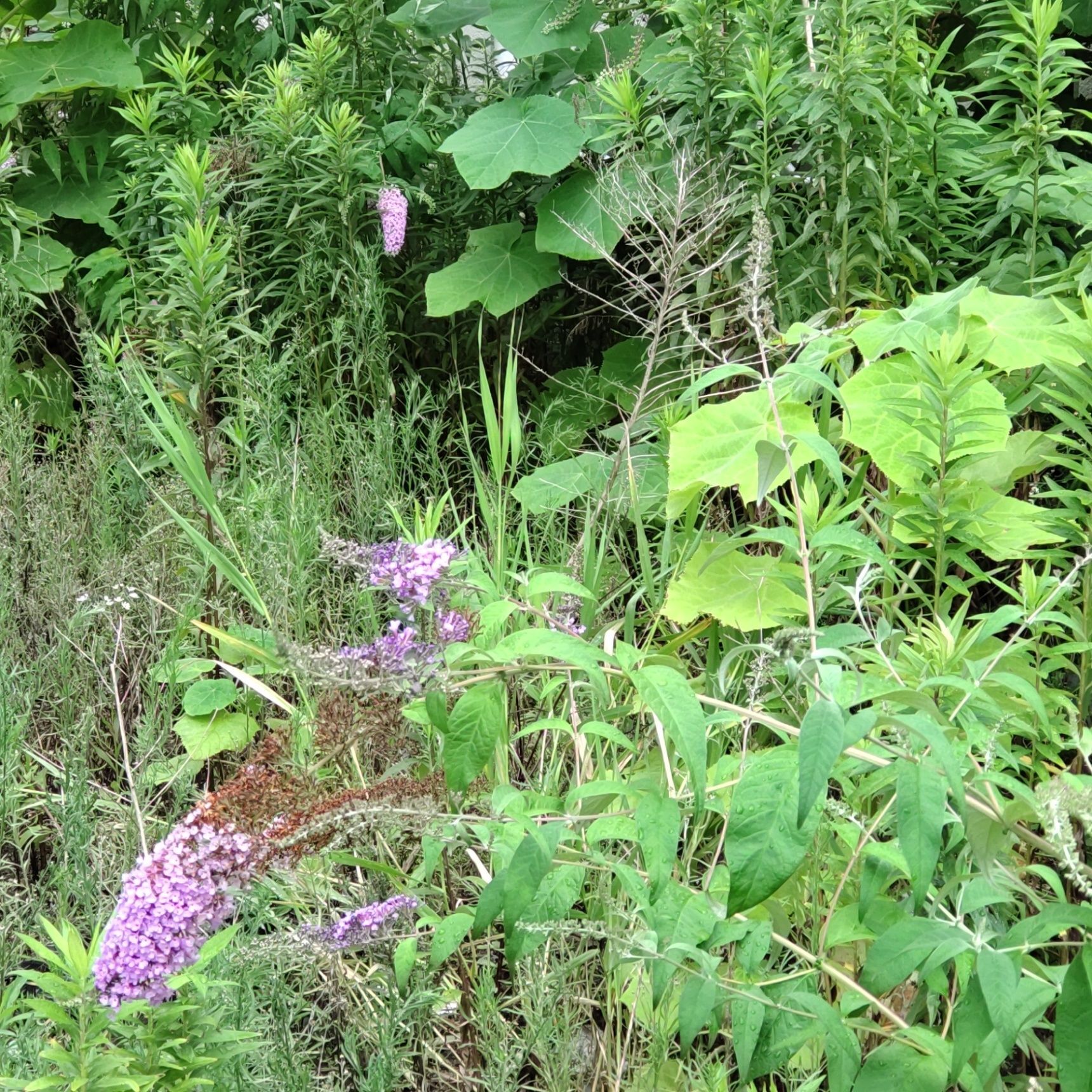 この植物は「フサフジウツボ」です。