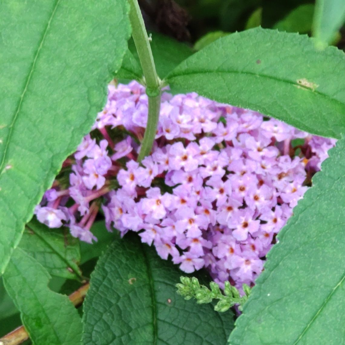 虫を誘う甘い蜜には【毒】があります。