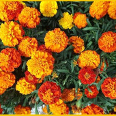 コンパニオンプランツや寄植えとしても優秀な花「マリーゴールド/Marigold/千寿菊」