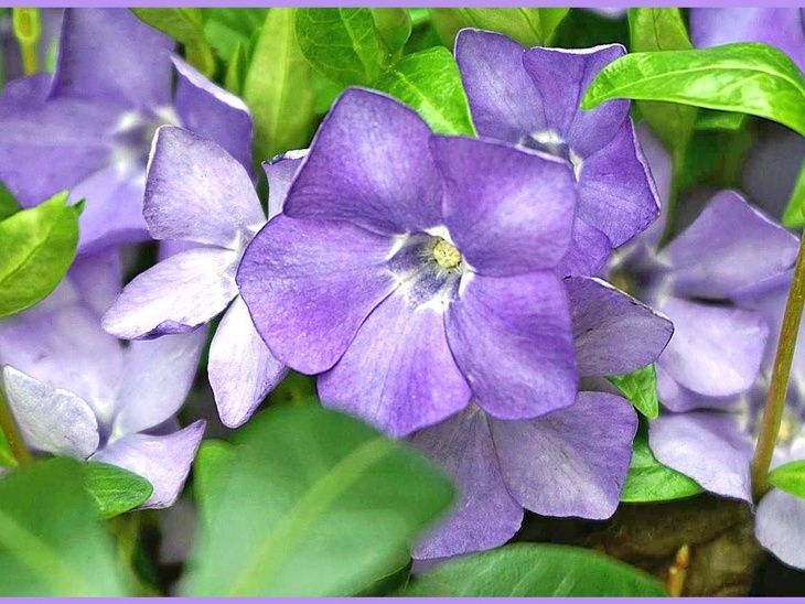 1年を通して魅力的な「ツルニチニチソウ/蔓日々草/Periwinkle」