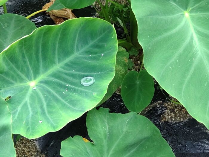 雨の日の里芋には水滴がたくさんー！