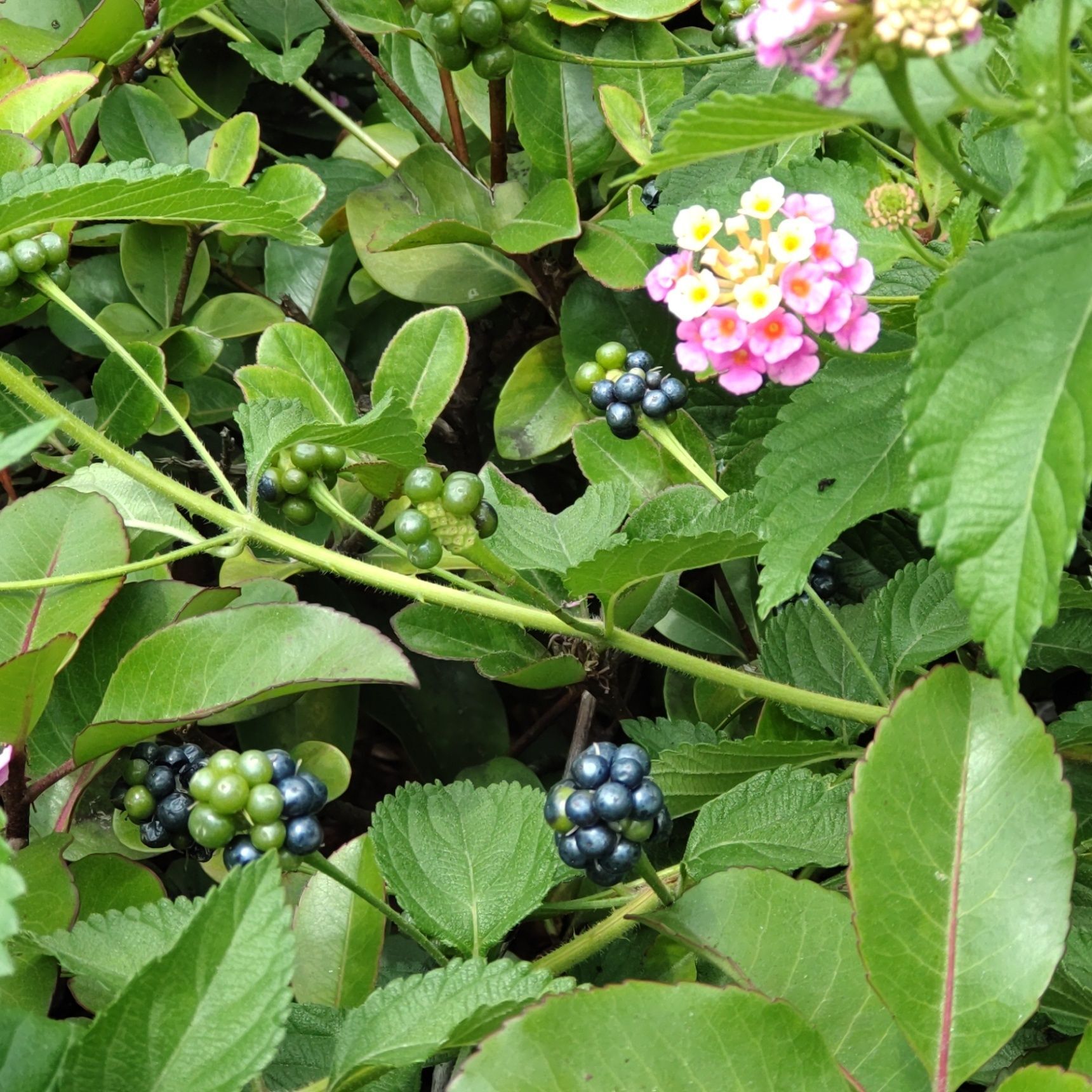 【7月道端の雑草の危険な実】お子様注意。ついに実ったこの果実は有毒ー！他にも怖い仕掛けが潜んでるよ