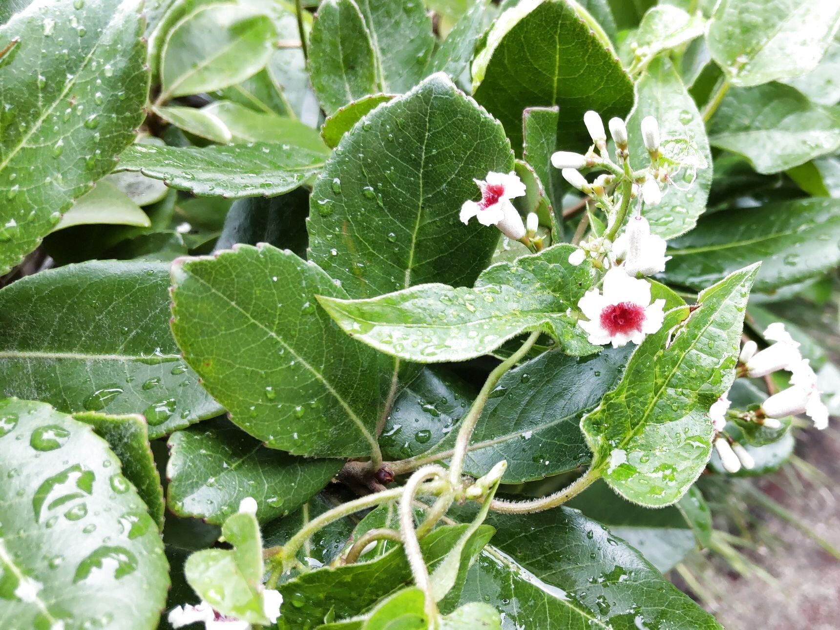 なんとヘクソカズラは、自分の葉っぱを周りの植物の葉っぱと真似て「擬態」 するそうなのです