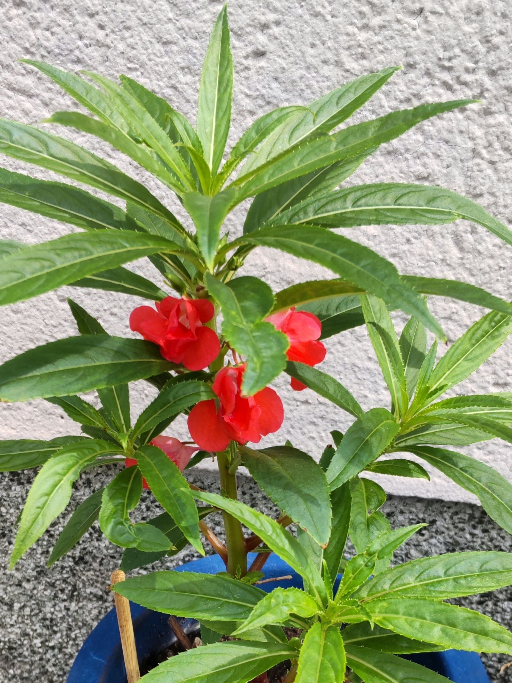 この植物は「ホウセンカ(鳳仙花)」です。