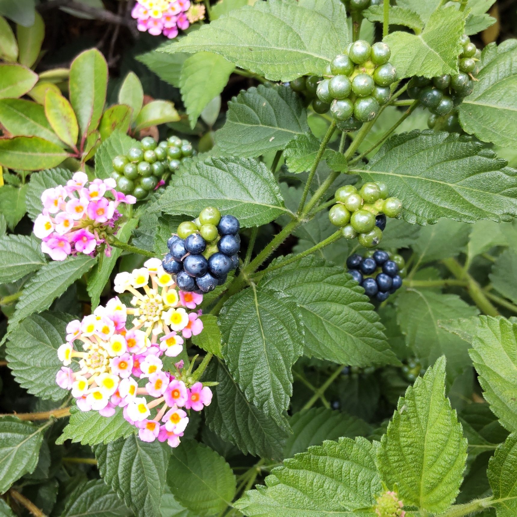 花の隣で果実も実っていますよ