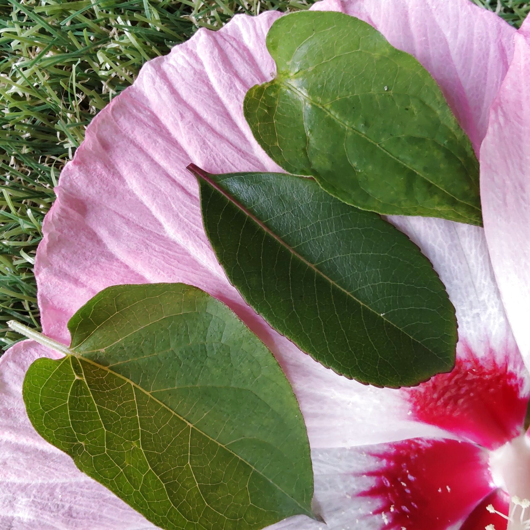 真ん中の葉は絡まれていた植物の葉です。中央の葉の左右の葉は、一生懸命真似た「ヘクソカズラ」の葉