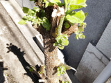 【7月道端の危険な雑草】悲報再び！ゾンビな雑草に除草剤は効くの？こやつは本当に手ごわいよー！