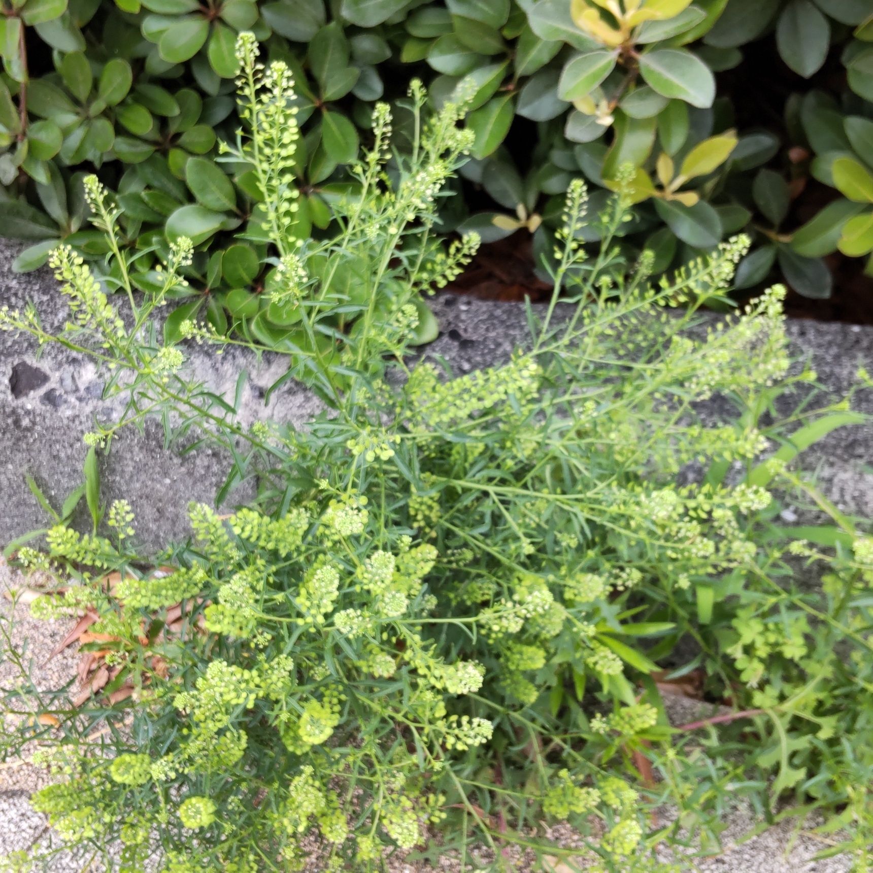 【7月道端の雑草】花言葉は「頑張って」！ペンペン草に似た、爆発的に増殖している雑草なんて名前？