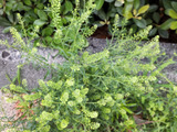 【7月道端の雑草】花言葉は「頑張って」！ペンペン草に似た、爆発的に増殖している雑草なんて名前？