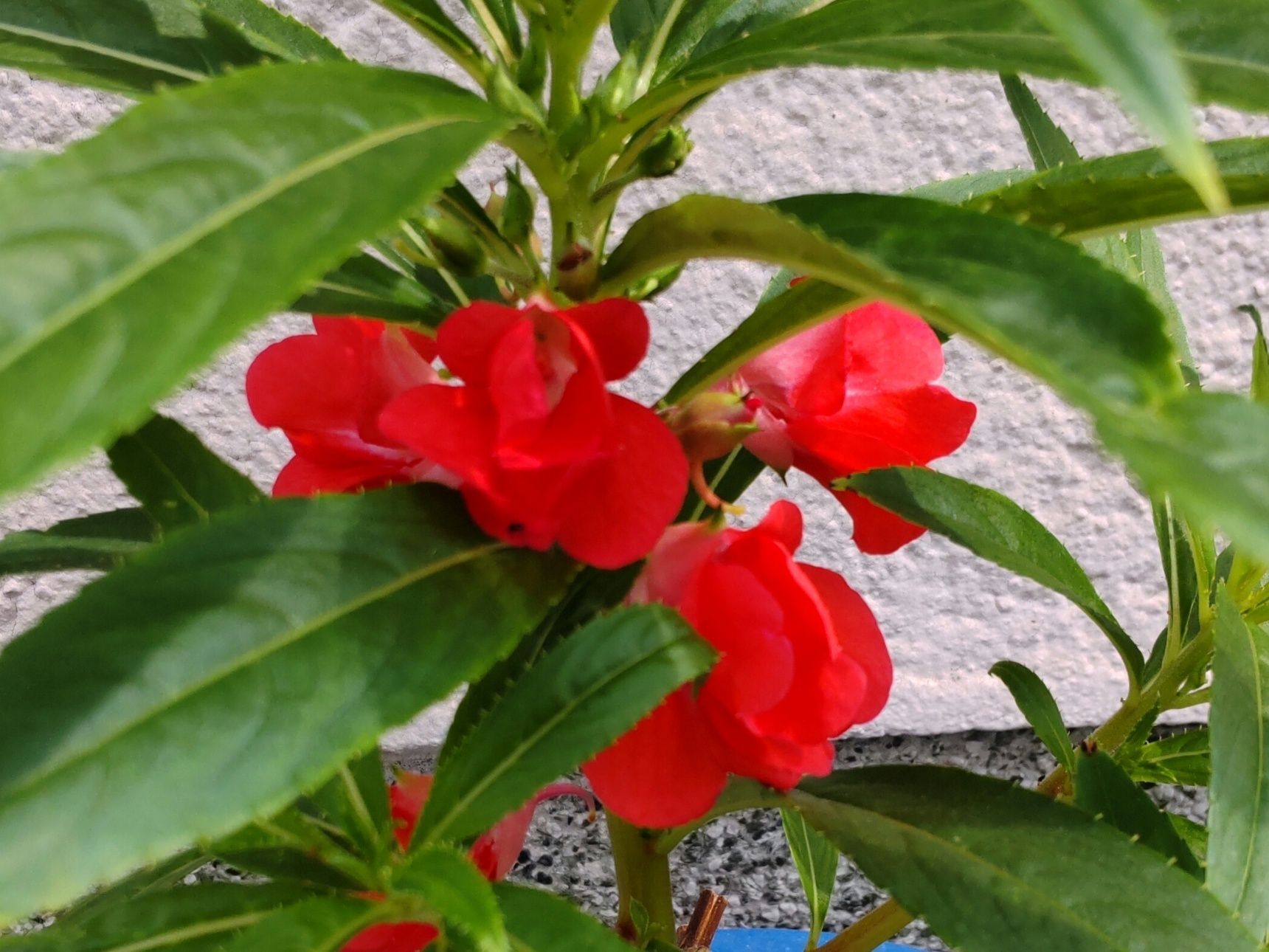 【7月の道端のお花】紅色はあることにも使えるそう♡ノスタルジー漂う「悪魔の花嫁」にも登場した花
