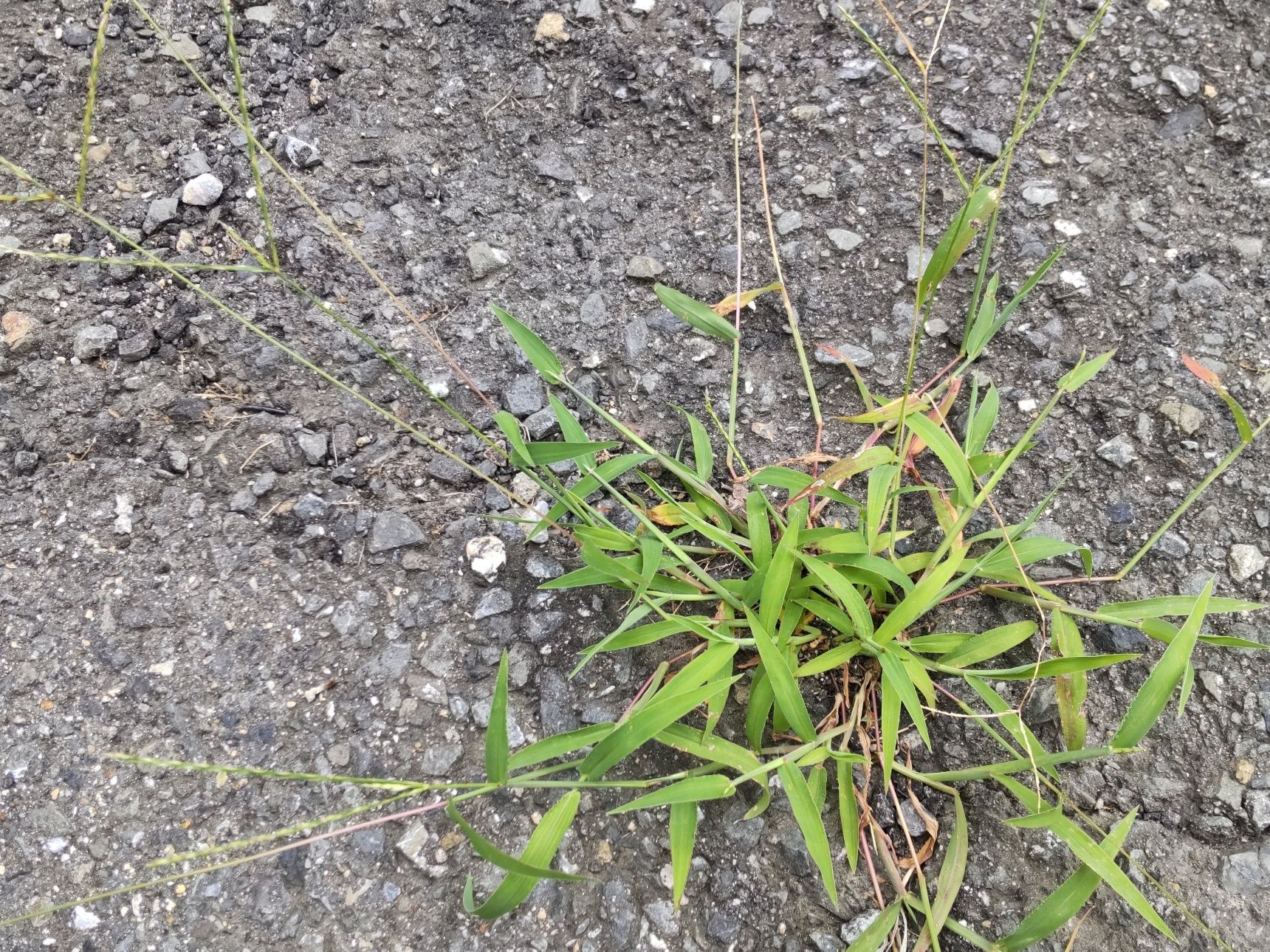 夏に増えて困る雑草で、駆除が非常に困難で、畑では厄介者扱いされています