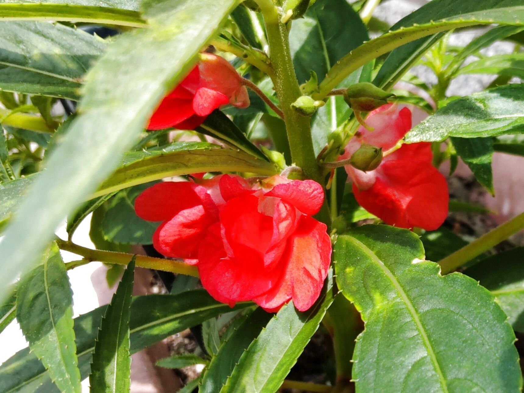 ホウセンカ（紅）の花言葉   「私に触れないで」 「繊細」 「そっとして」。