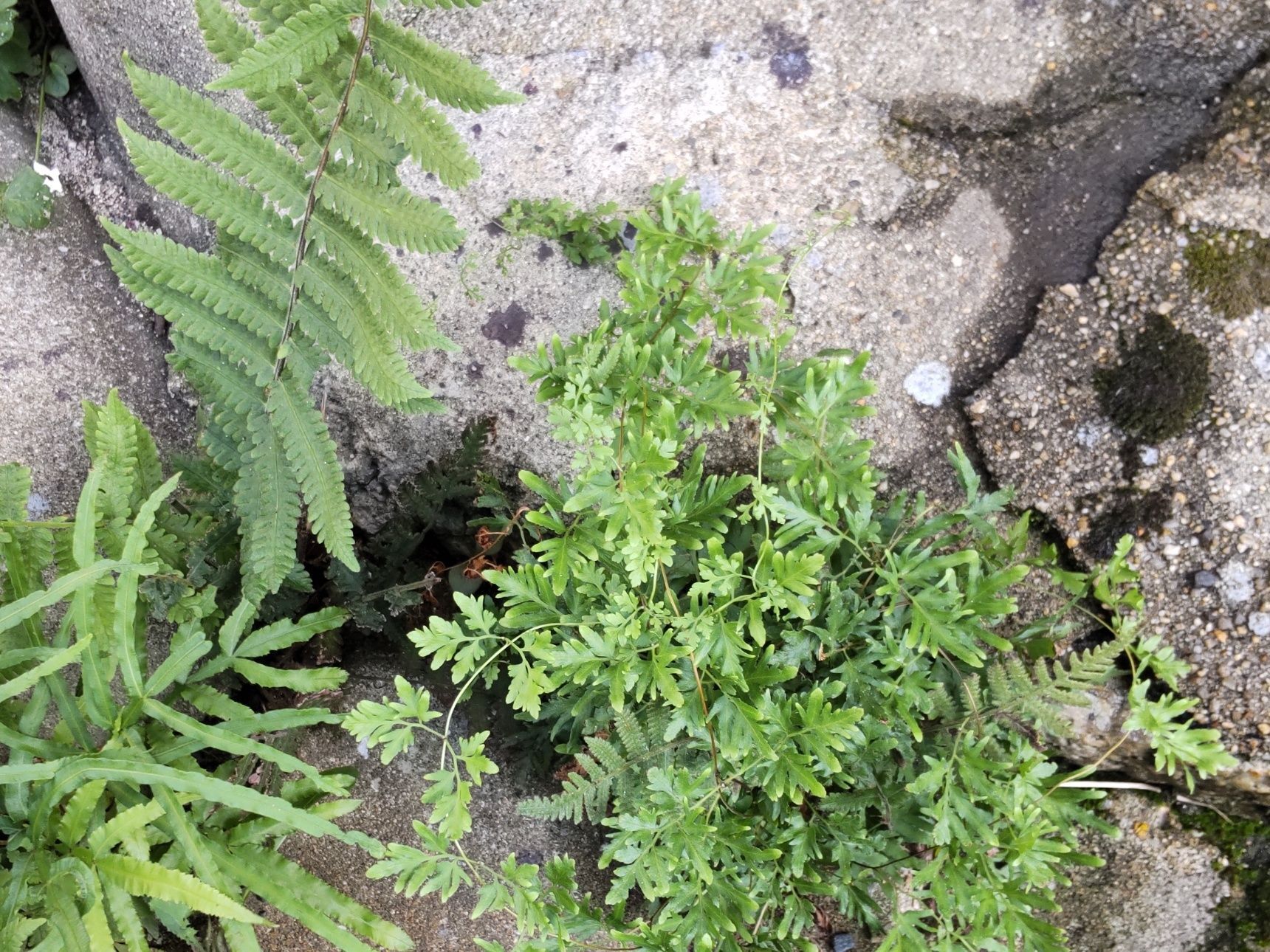 シダ植物には珍しいつる性。地下に「茎」があり出ている部分はすべて1枚の「葉」なんです！