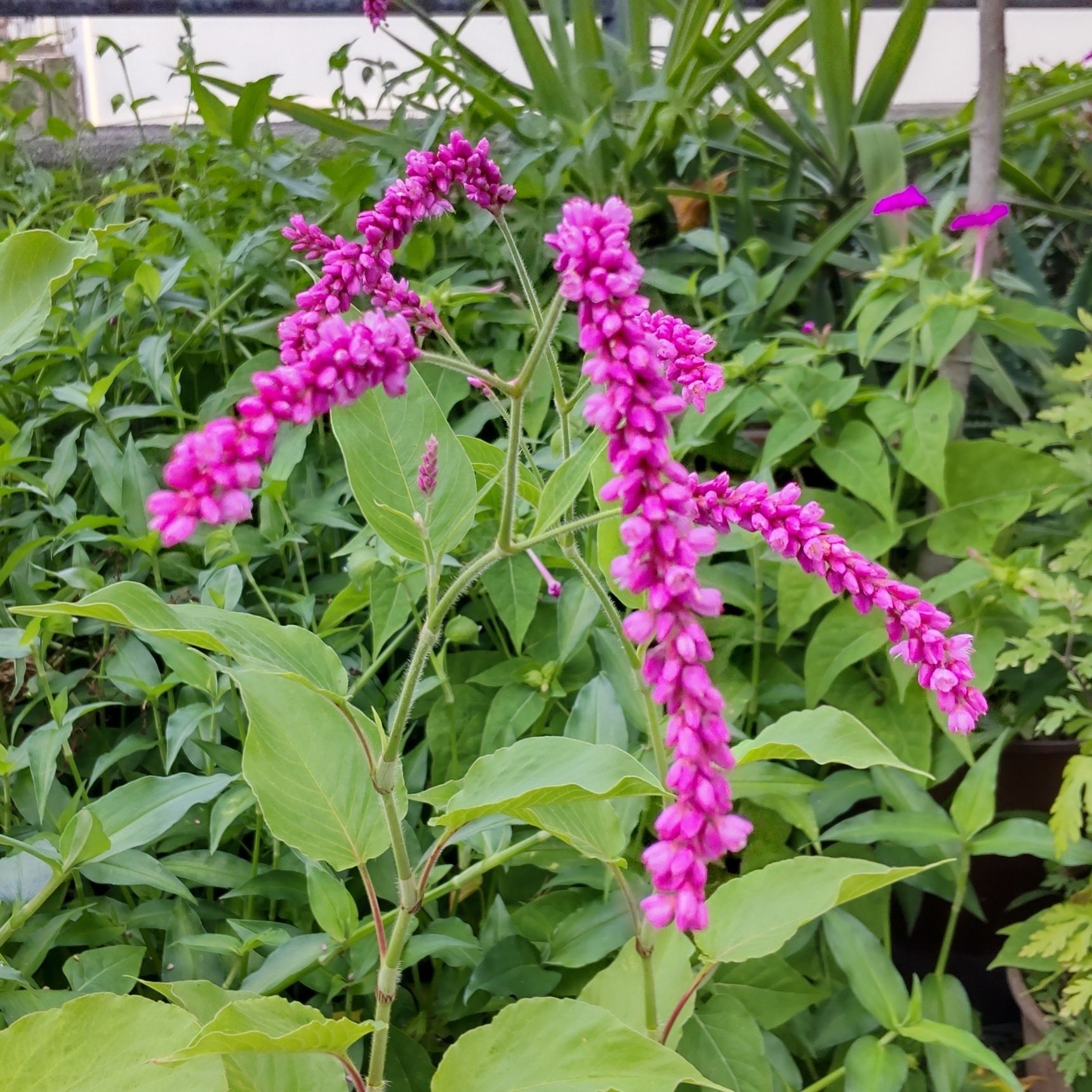 【7月の道端の雑草】イザという時に知っておいて！ついに、魅惑のマゼンタカラーの小花が開花ー！