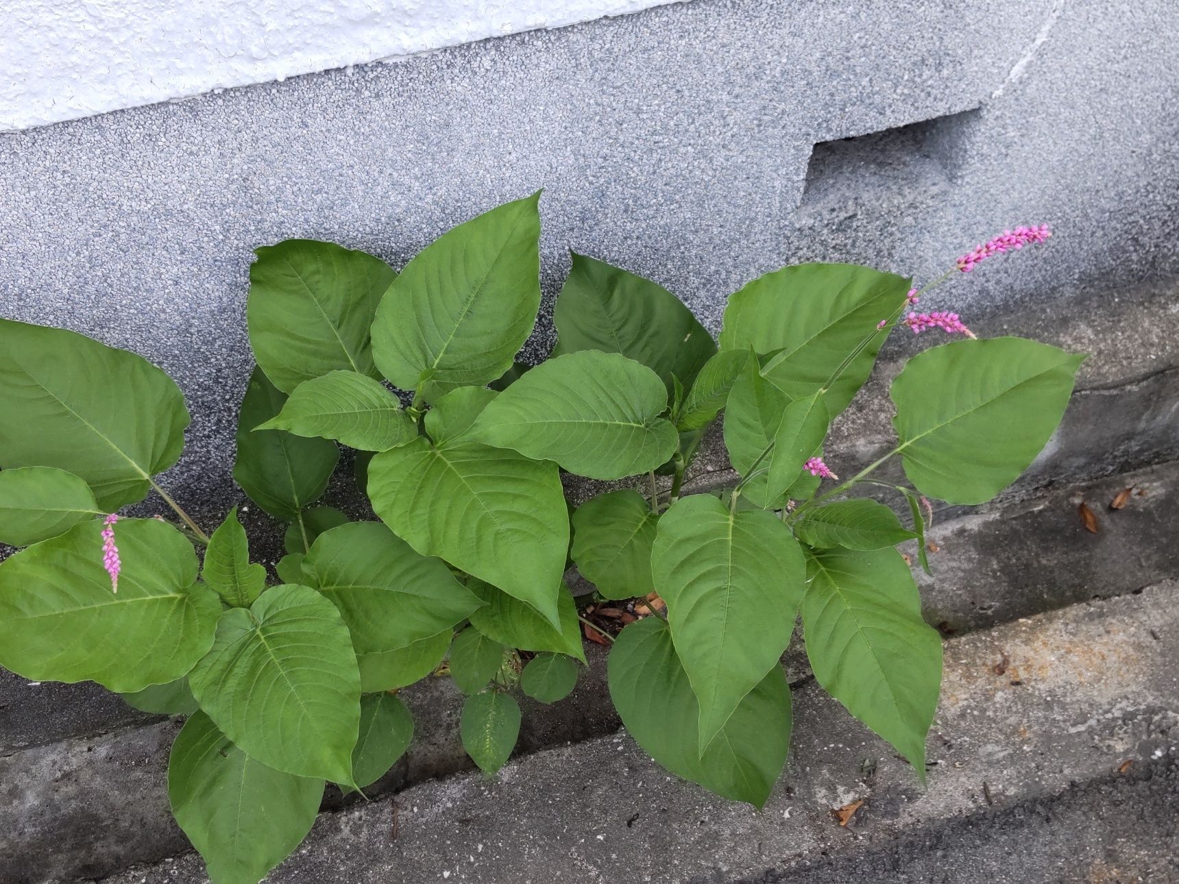 こぼれ種で自然と増えていく植物です。