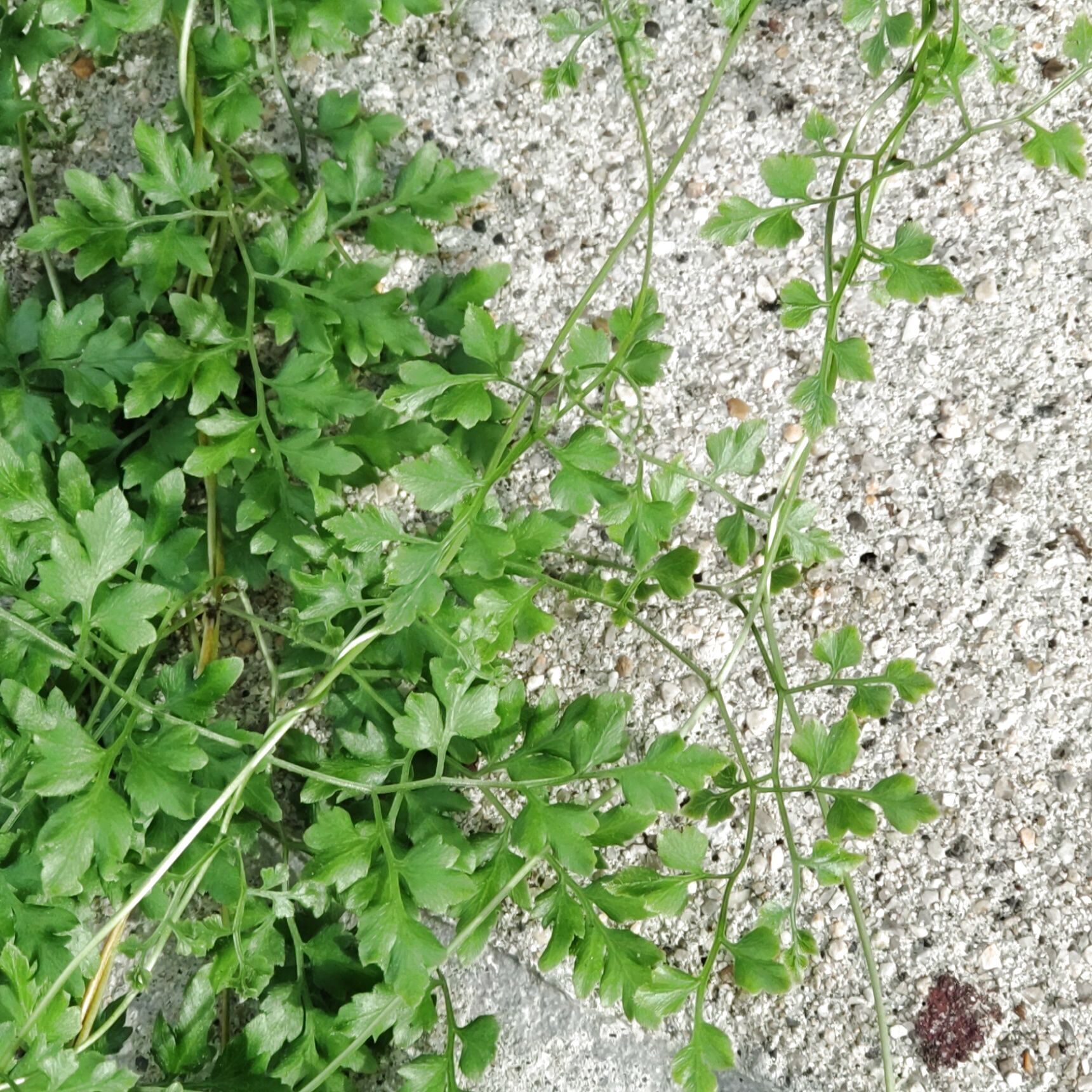 人の役にもたつ、植物でもあったそう