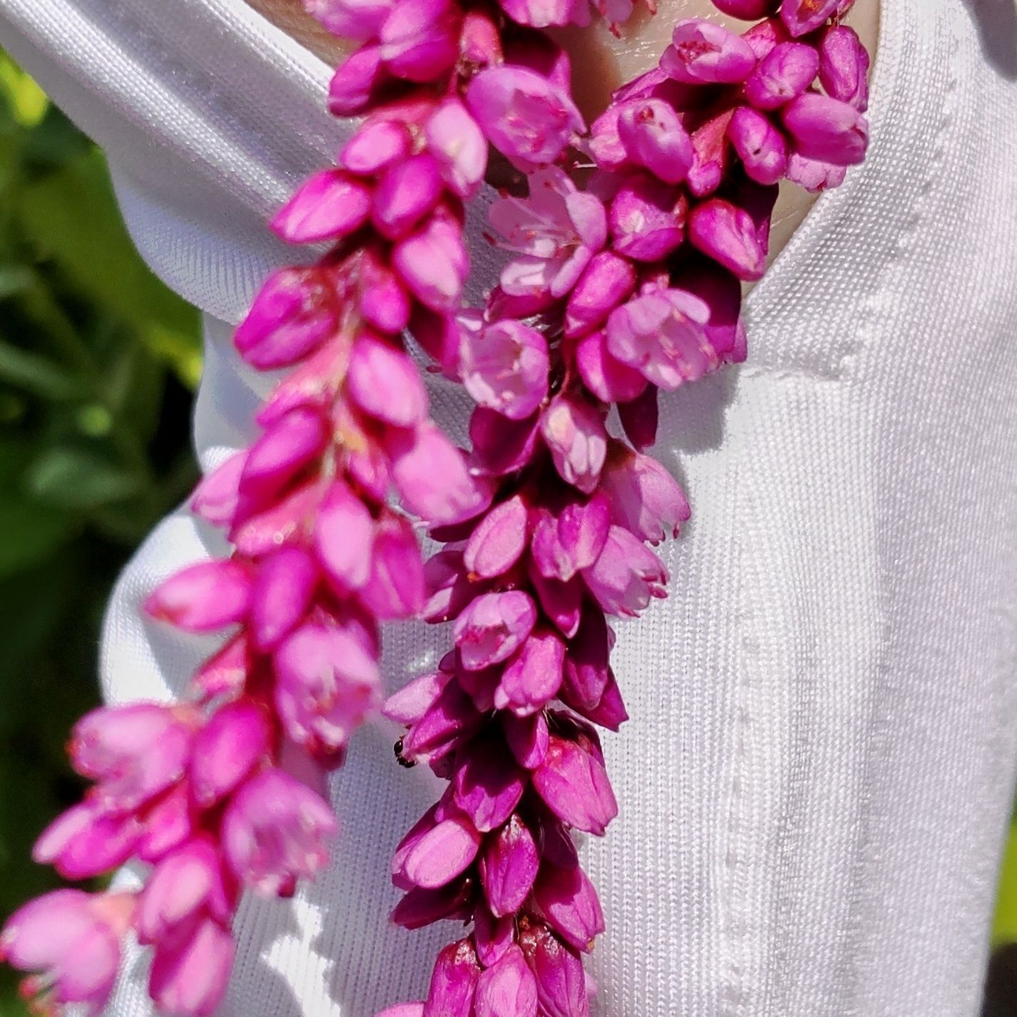 オオケタデの花言葉は「雄弁」「汚れない心」「思いやり」です。