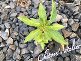 ホウセンカを植えたら気色悪い幼虫を一刻も早く退治して！