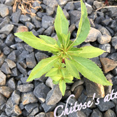 ホウセンカを植えたら気色悪い幼虫を一刻も早く退治して！