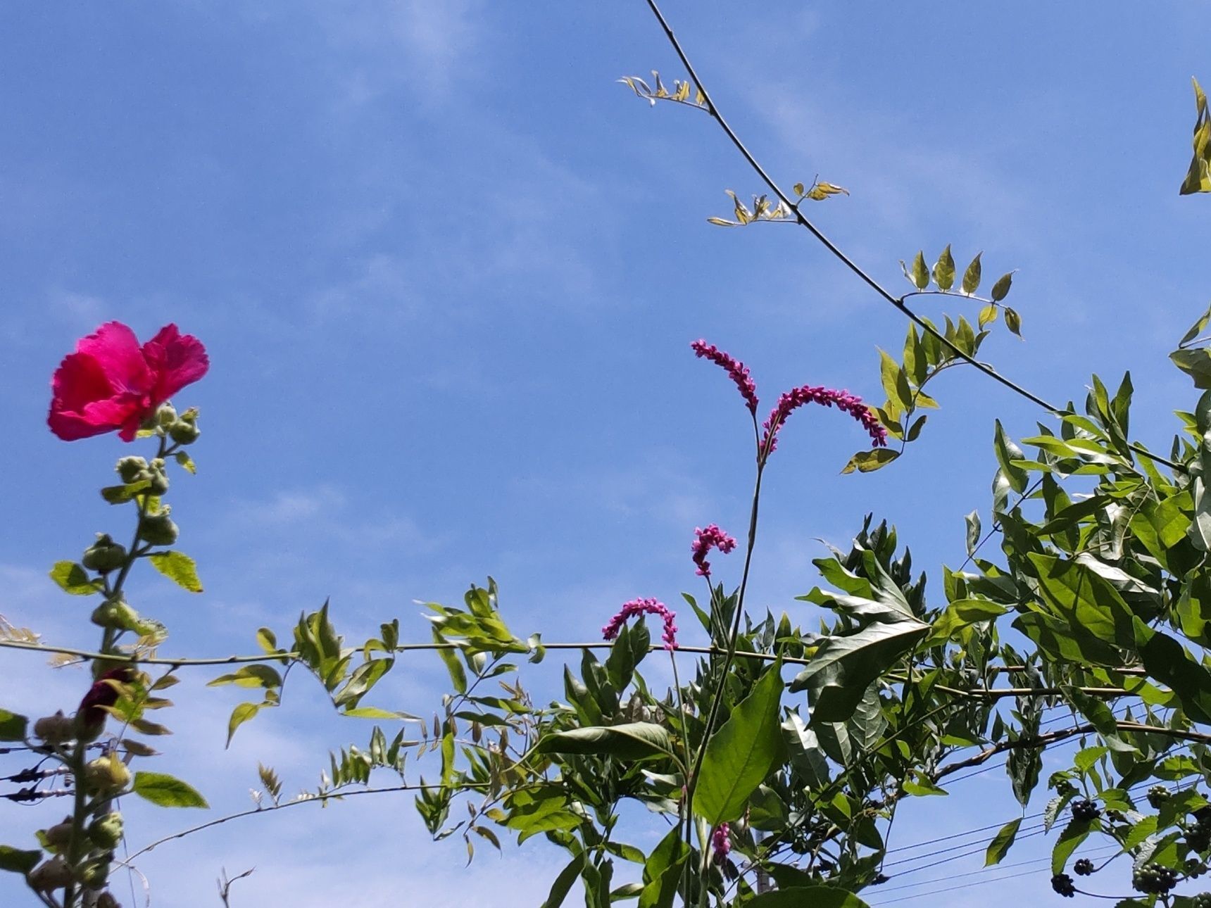 この植物は、 オオケタデ（大毛蓼）です。