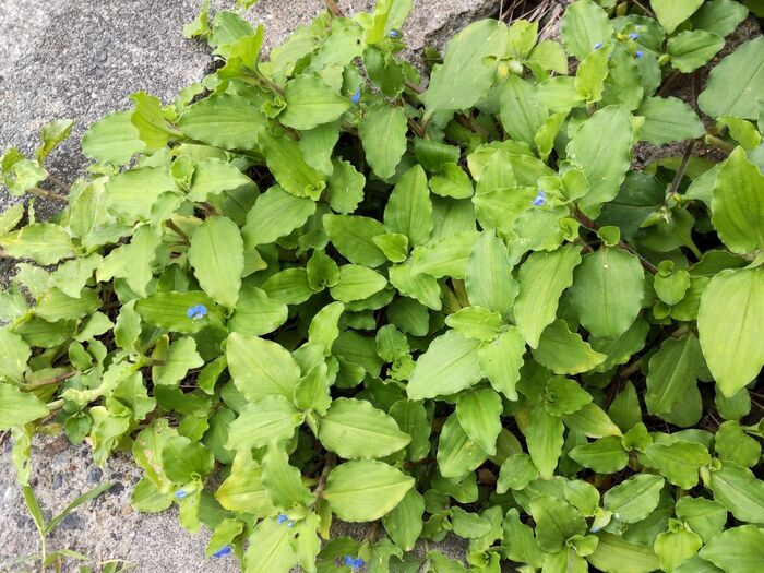 この植物は「ツユクサ（露草）」の「オオボウシバナ」です。青く可憐な花が印象的な日本古来の野草です