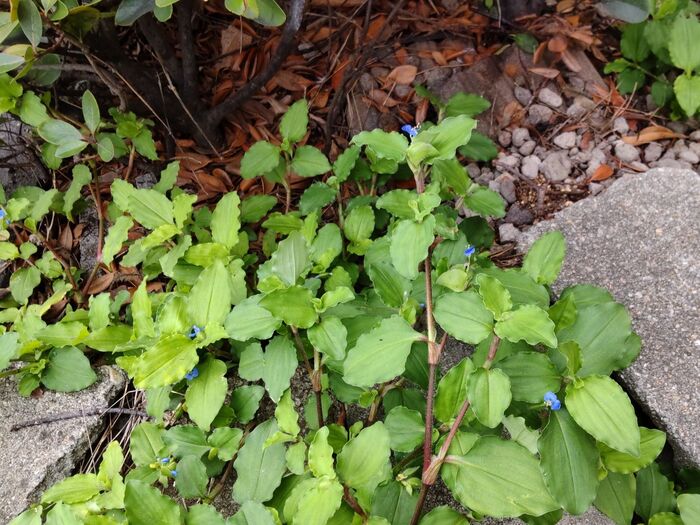 別名では蛍草（ホタルグサ）とも呼ばれ、青く美しい花は蛍のようです