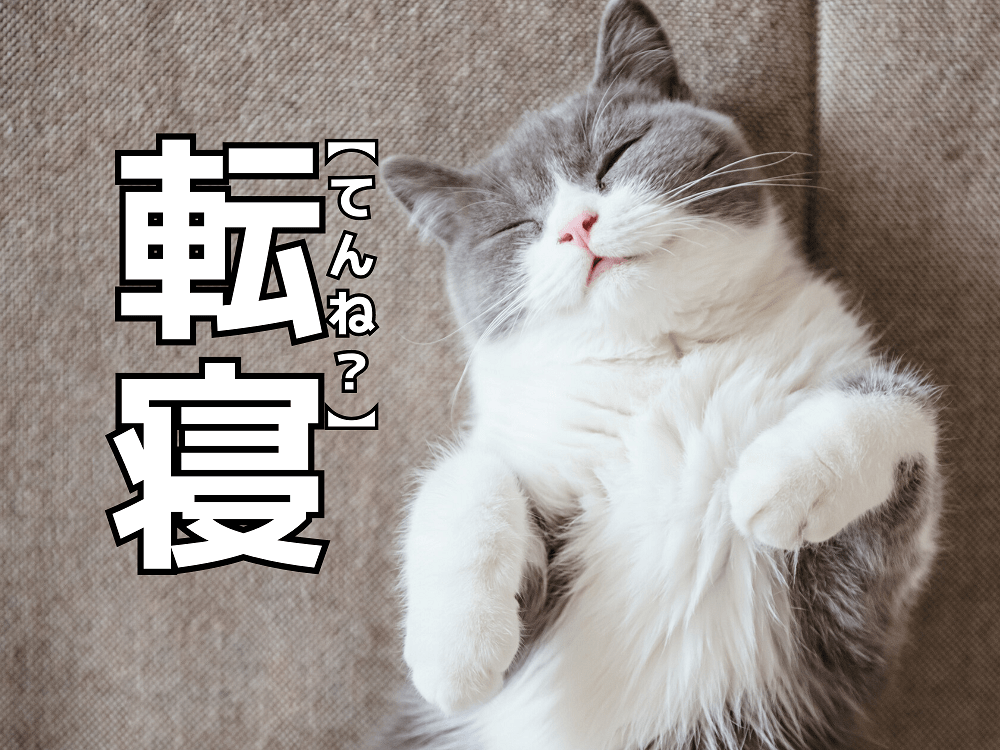 【転寝】を「てんね」と読むと笑われます！【読めないと恥ずかしい漢字クイズ】