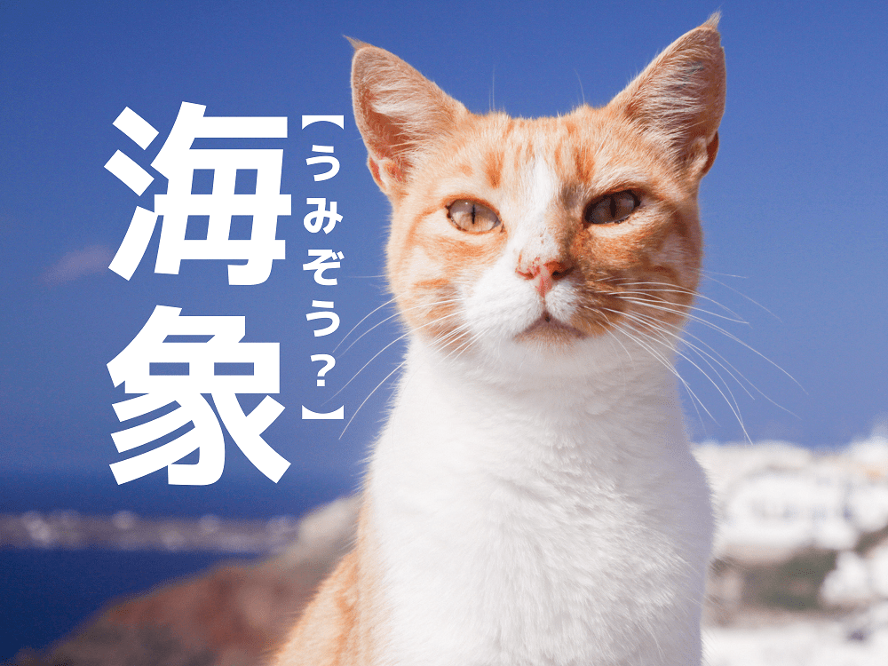 【海象】を「うみぞう」と読むと笑われます！【読めないと恥ずかしい漢字クイズ】