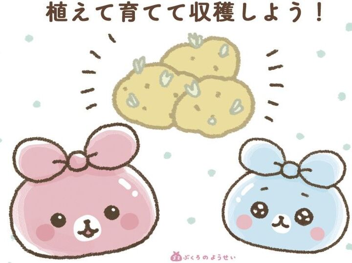 芽が出たり緑色になった〈じゃがいも〉はとりあえず埋める。オンシーズン到来です!