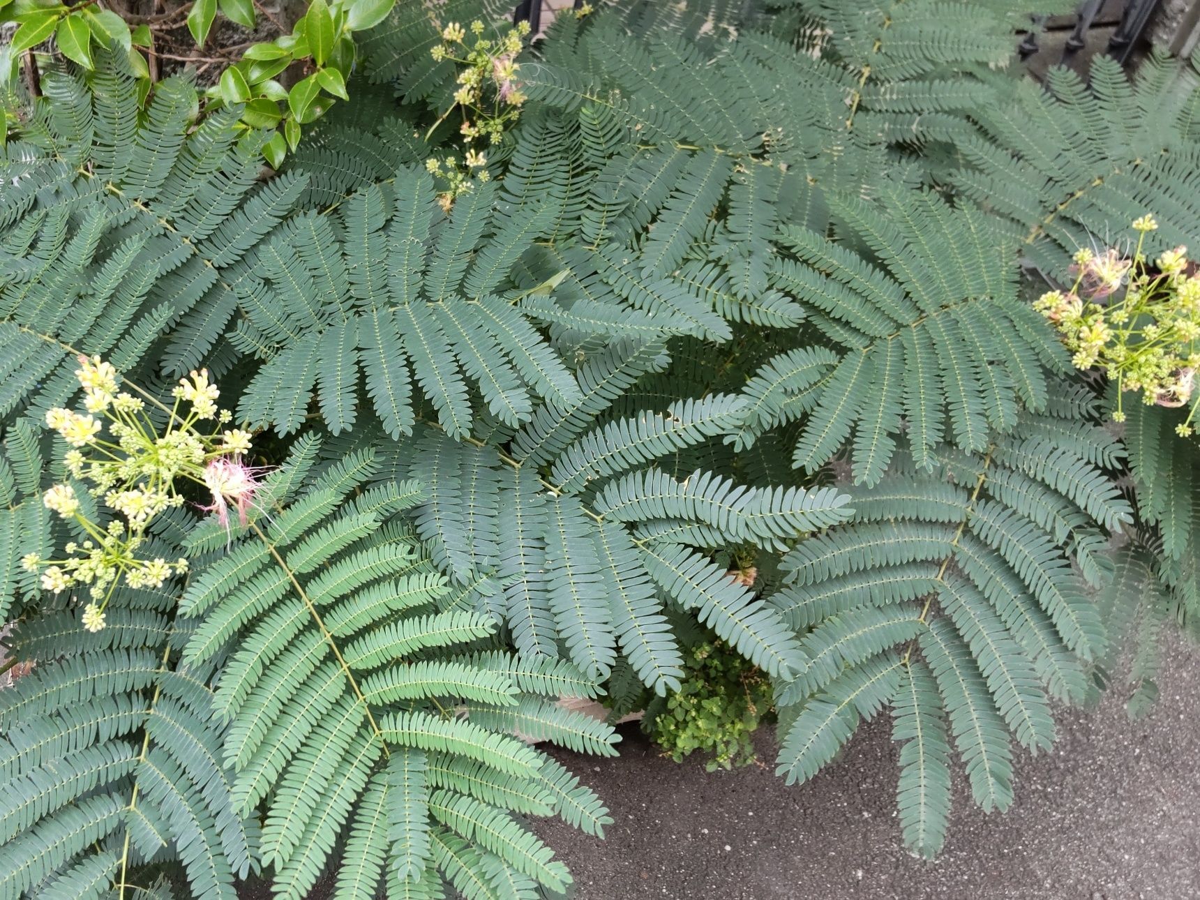 こちらの植物は「ネムノキ（合歓の木）」です