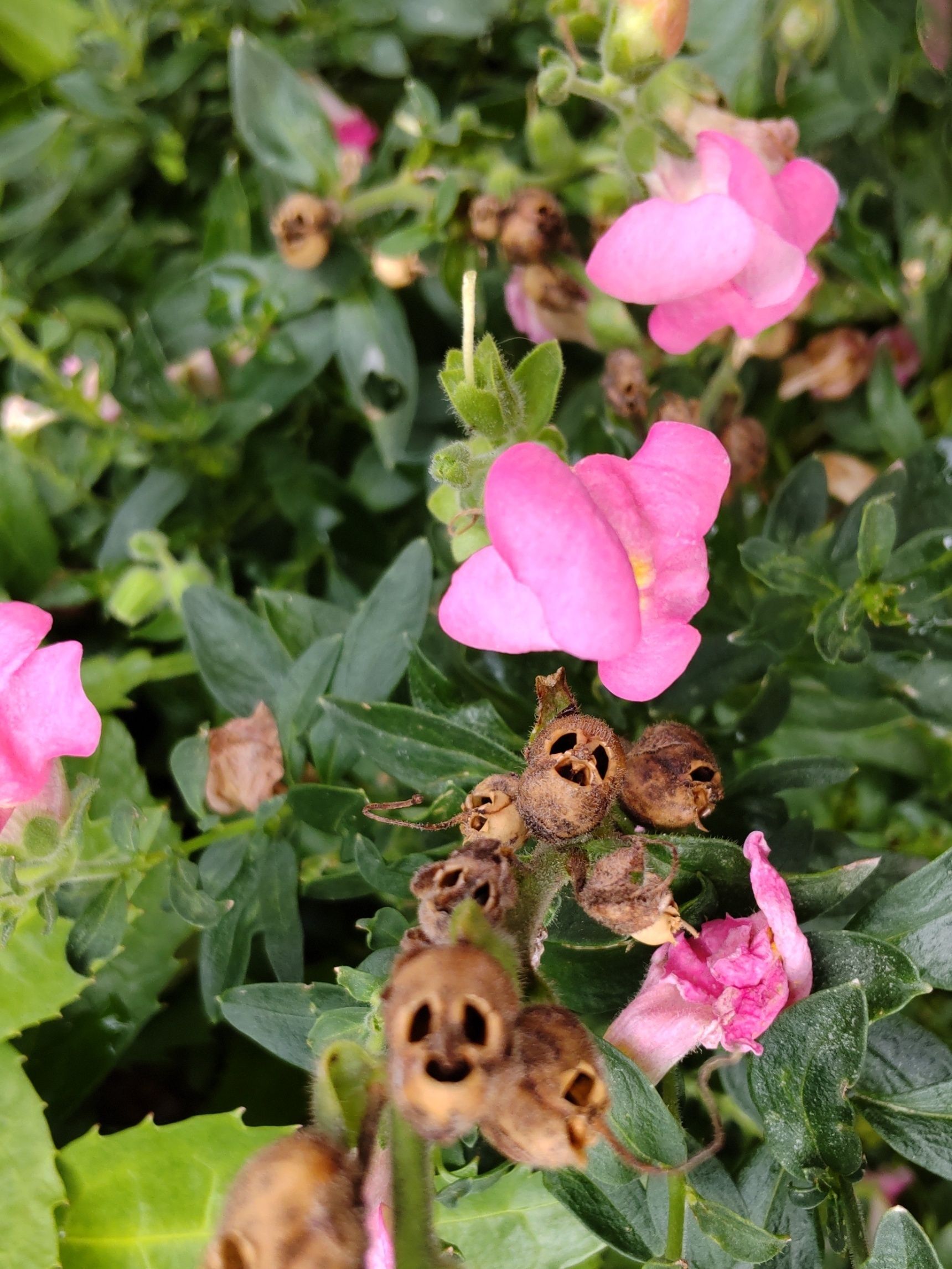 【7月道端の種】ゾンビが見れるかも？夏休みの自由研究にも？植物の花と種の比較はいかが？