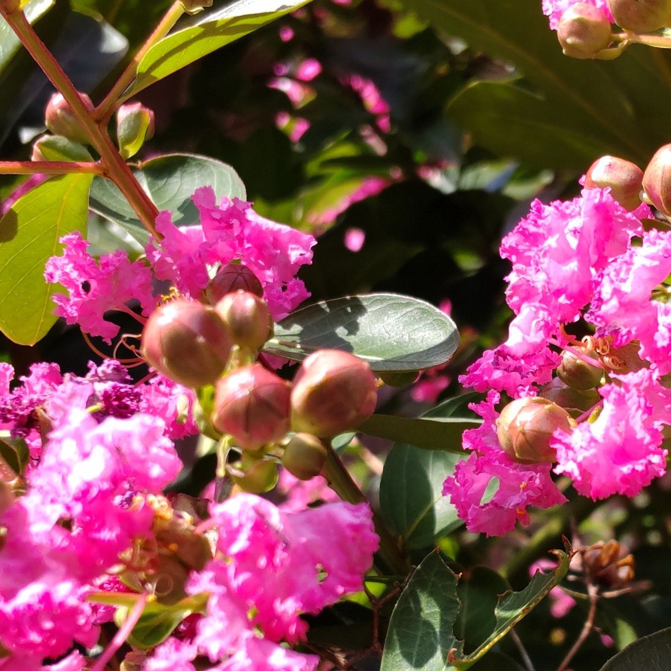 枝先に伸びた丸い形の蕾と、開花した花が混在しています。