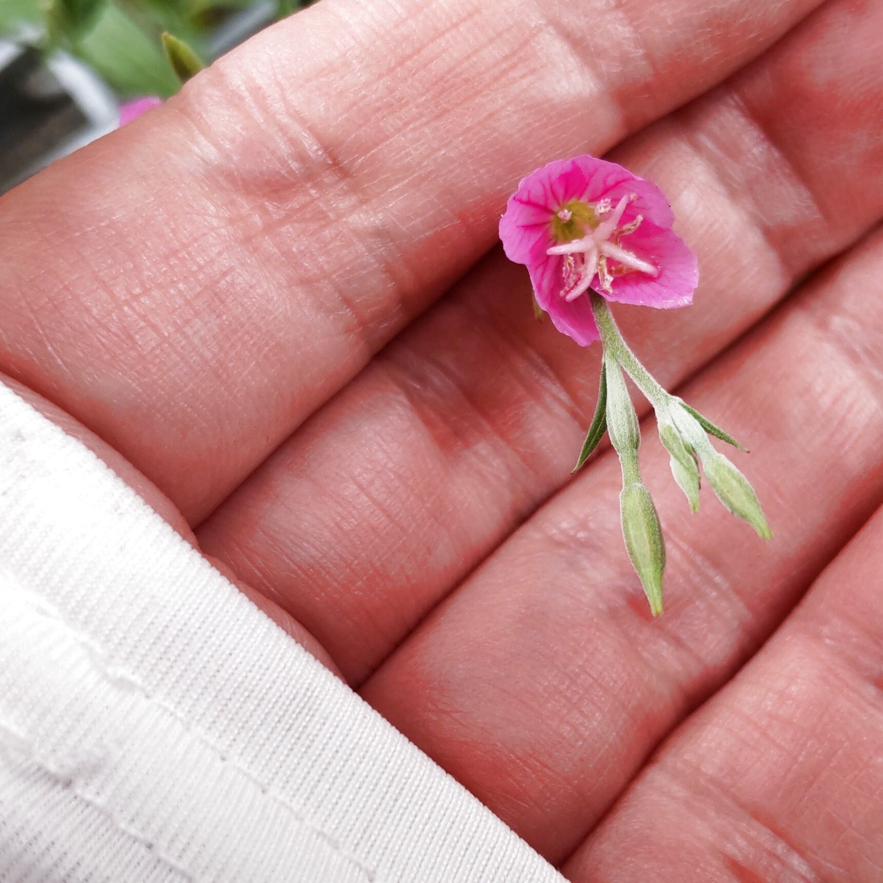 英訳すると「バラ色のマツヨイグサ」♡夕化粧の花言葉は「臆病」。