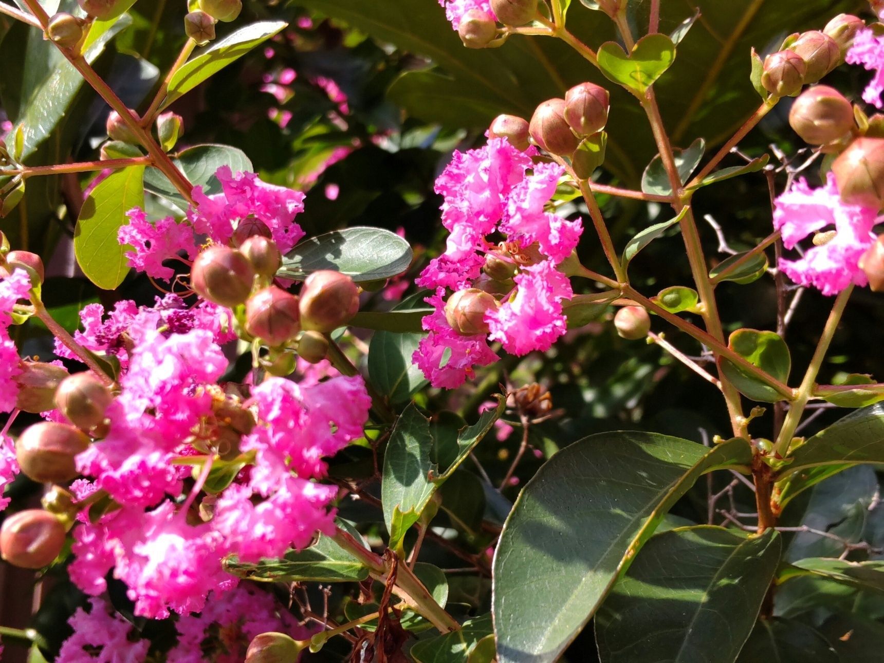 【7月の道端の植物】凄い！可愛いけど、策略家ー！「サルスベリ」夏本番に開花し続ける魅惑のピンクのお花