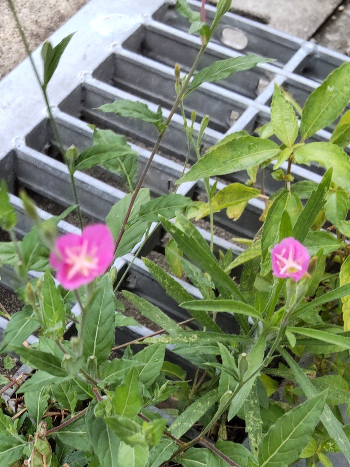 このお花は、ユウゲショウ（アカバナユウゲショウ）のお花です。漢字で夕化粧と書きます。桃色の小さな花をつける帰化植物です。