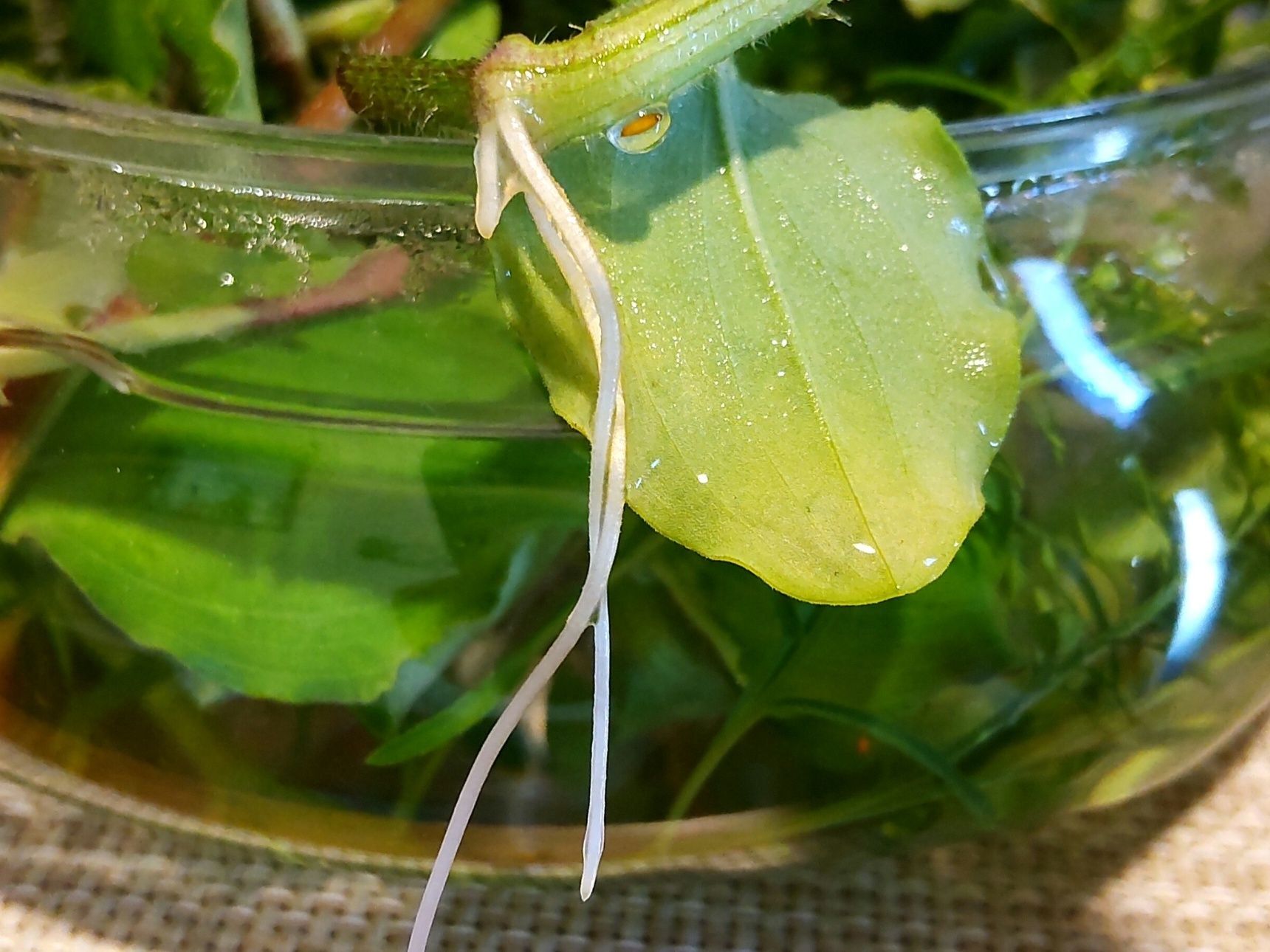 【夏休みの自由研究】身近な植物の観察、カットして水に挿すだけで、発芽する植物の観察ー！