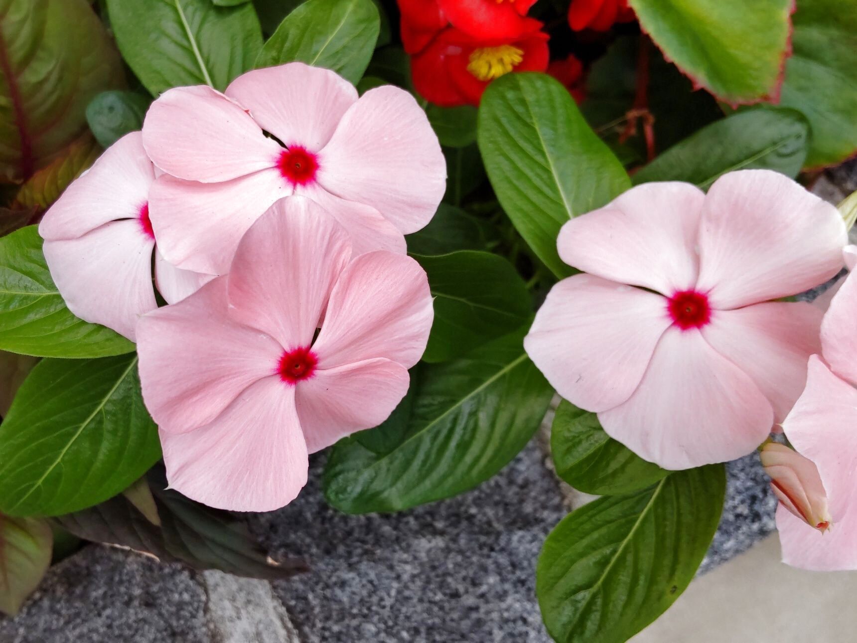 マダガスカル原産の植物です