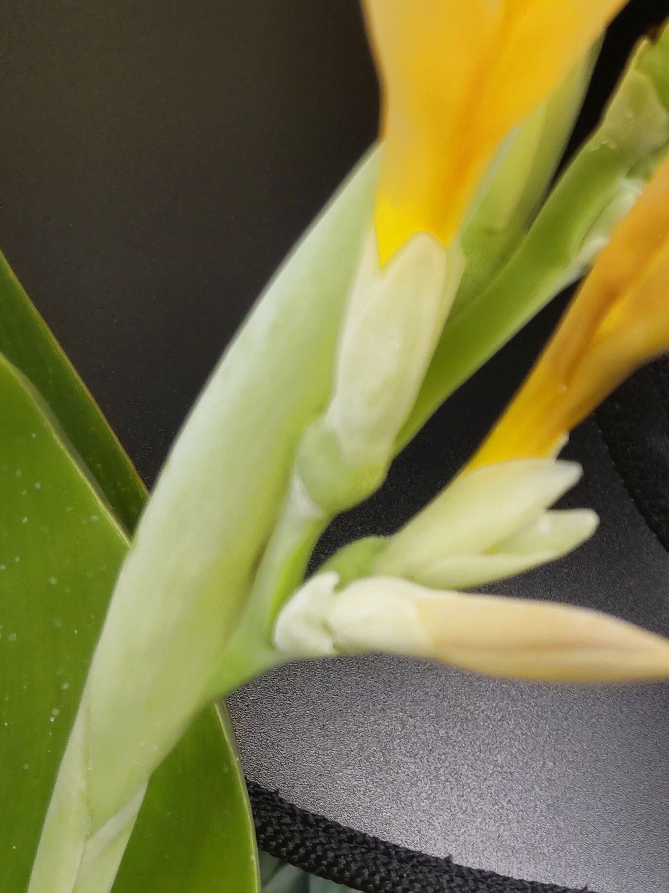 次から、次へと開花！「カンナ」明るく鮮やかな大きめの花を、長期間咲かせます