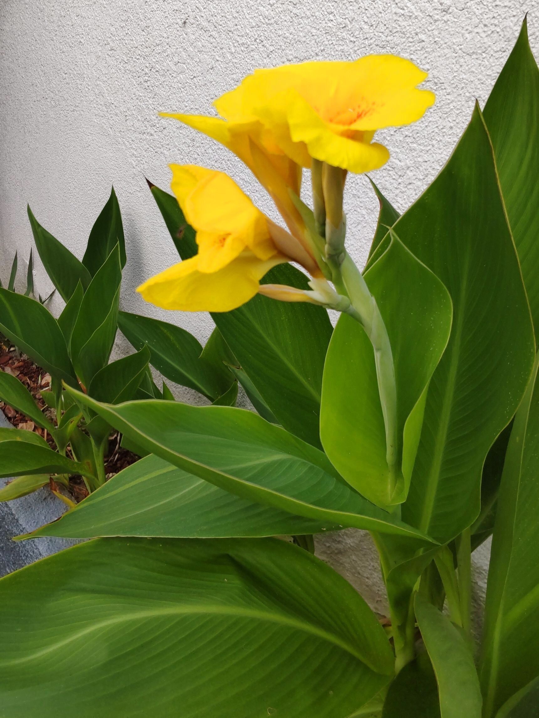 【7月の道端】へこたれず元気いっぱい咲く花は超不思議！猛暑の今、夏花壇の主役は「カンナ」！