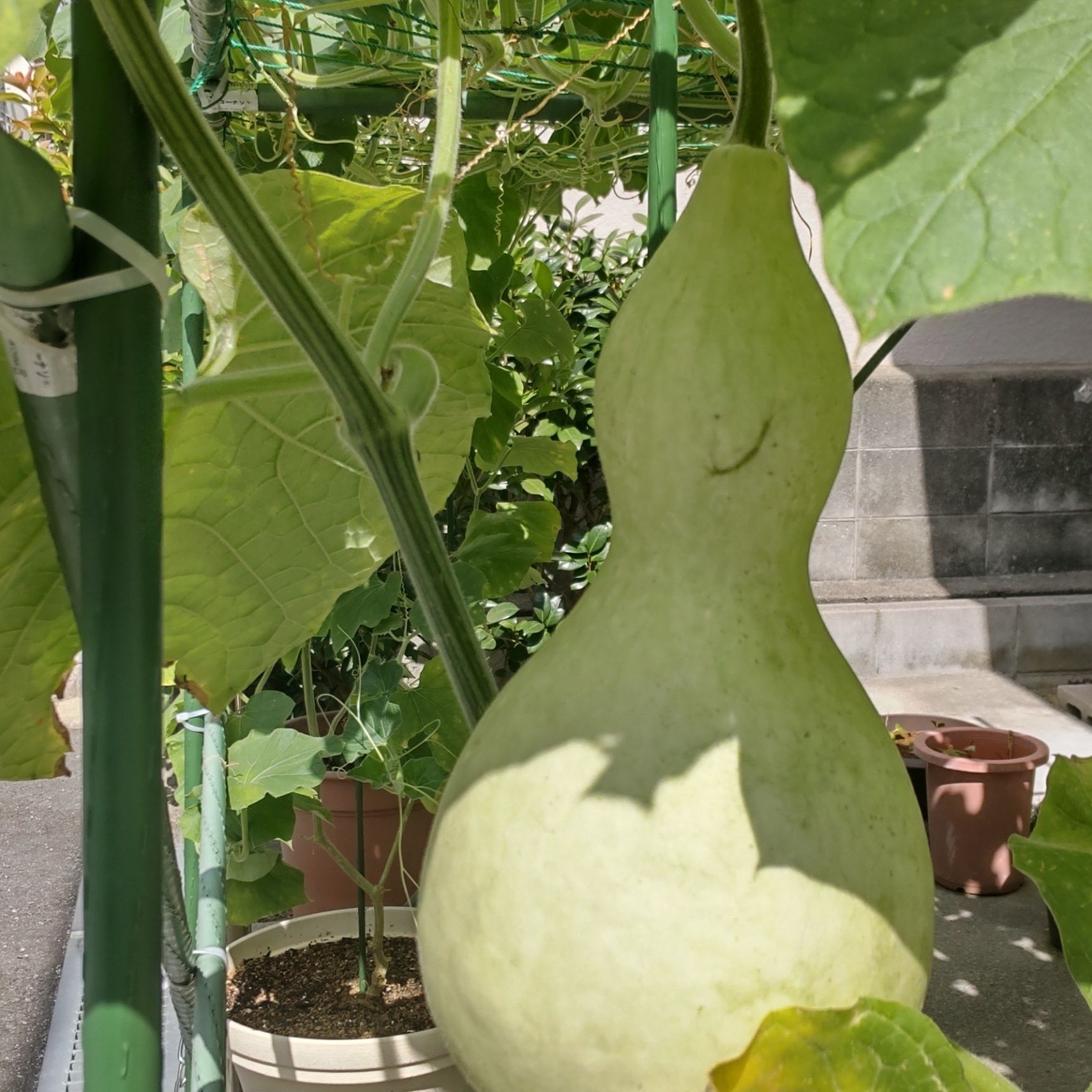 【7月道端の植物】毒？意外に知られていないこと！縁起の良い「ひょうたん」は食べちゃダメ？