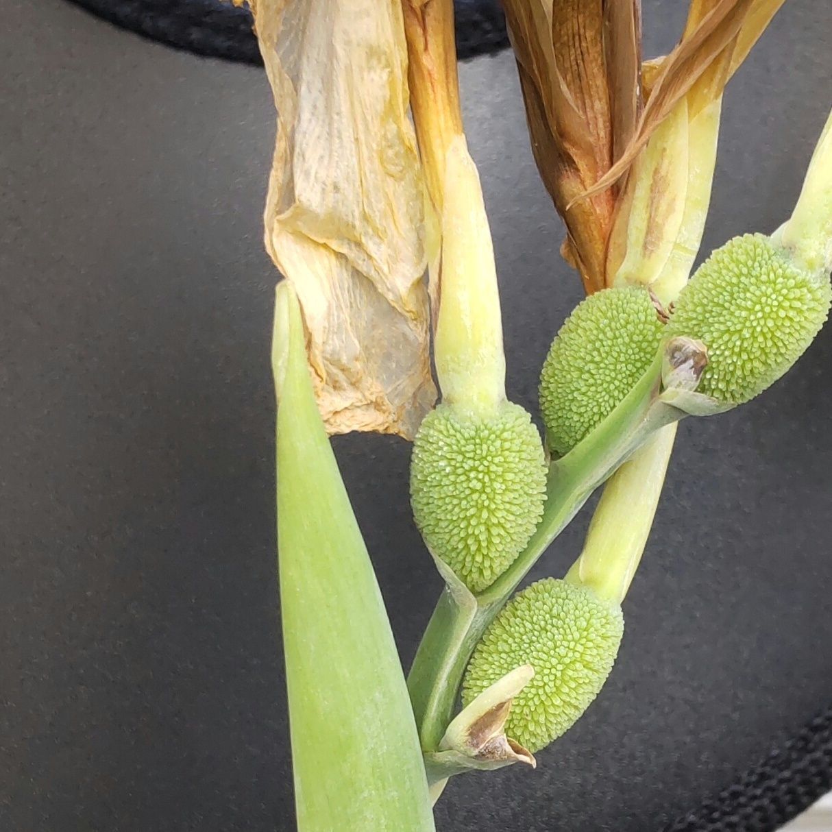 花後の様子です。花後にできる球形の蒴果は、最初は緑色で次第に赤くなり、黒褐色に熟しますよ