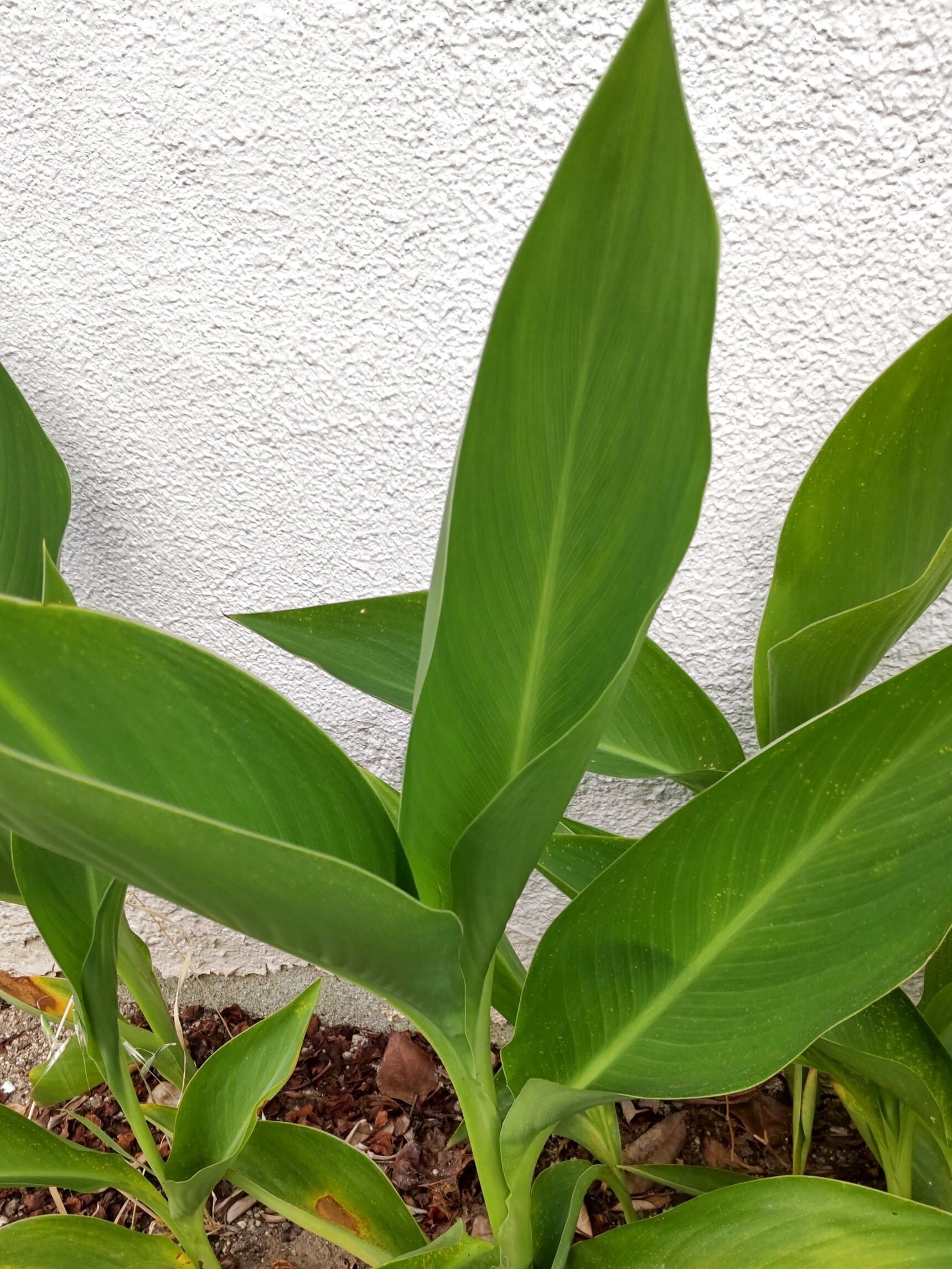 「花」はもちろん素敵ですが、葉が美しい植物としても知られています