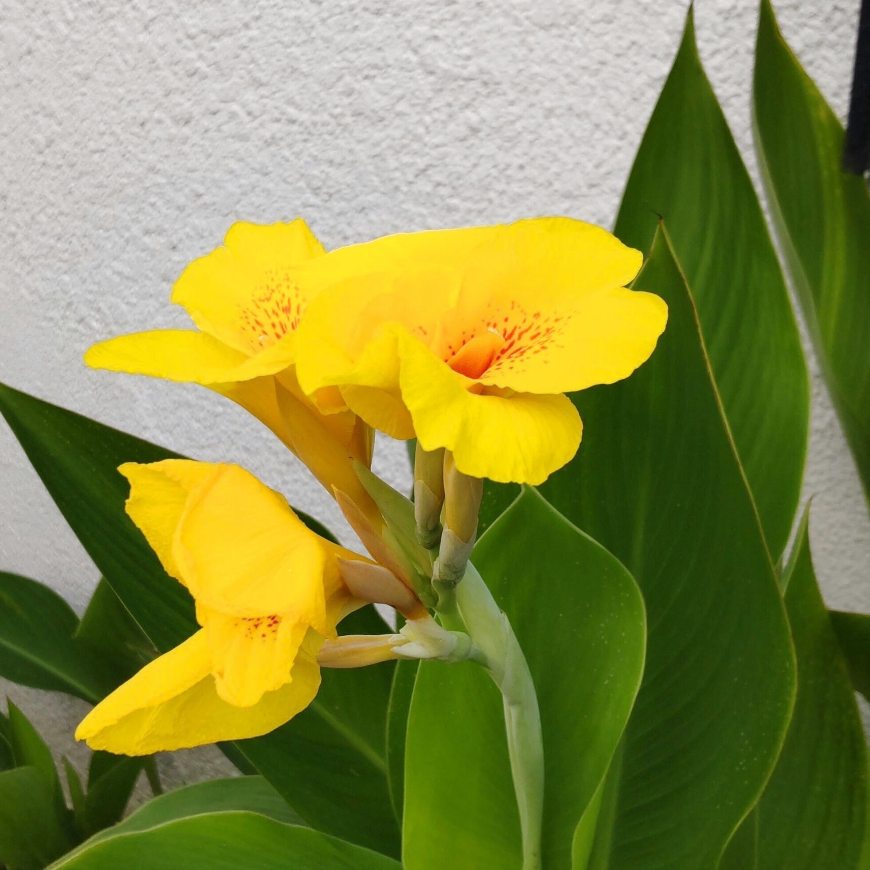 この植物は「カンナ」です。カンナの園芸品種は「ハナカンナ」とも呼ばれています