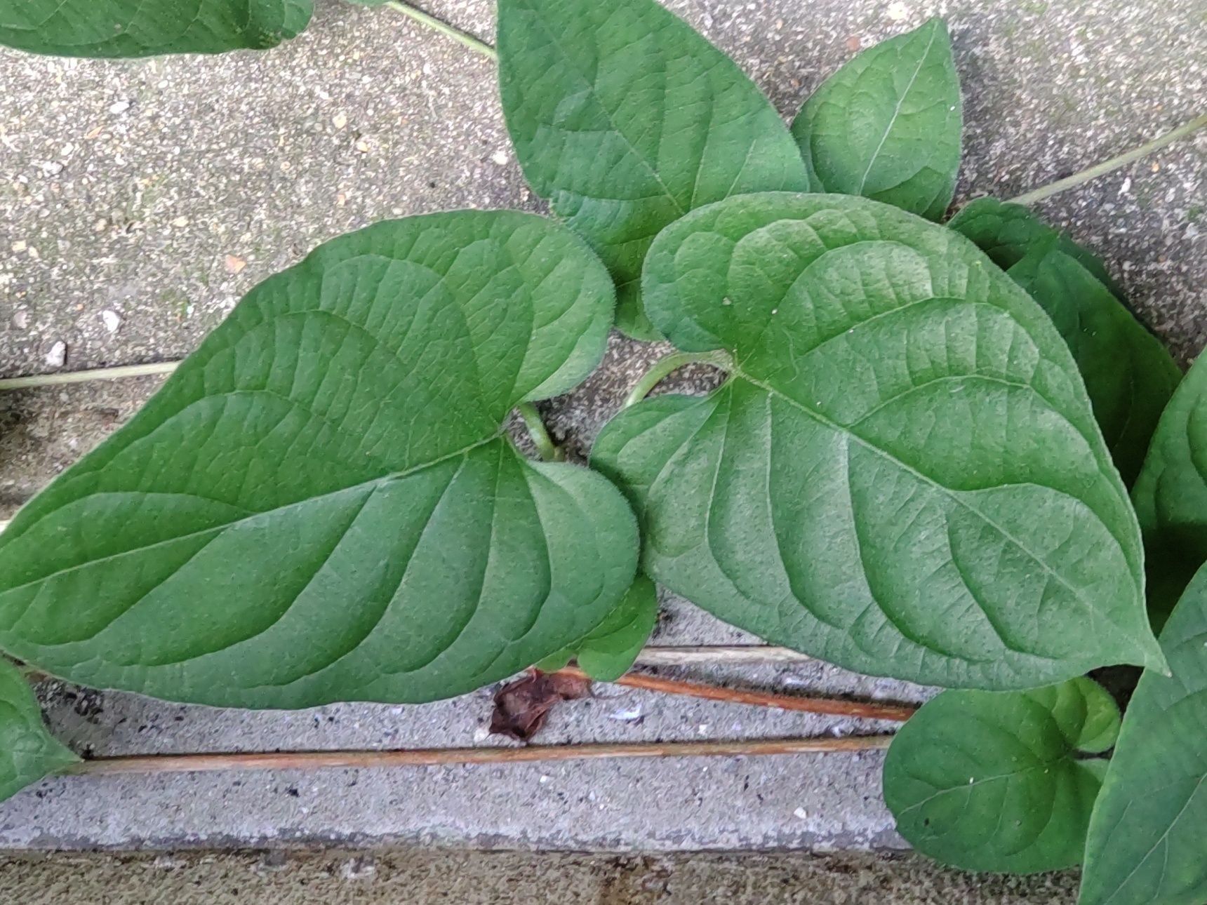 夏場の今の時期、よく目にするこの這うような葉は、「ヘクソカズラ」だと思われます。