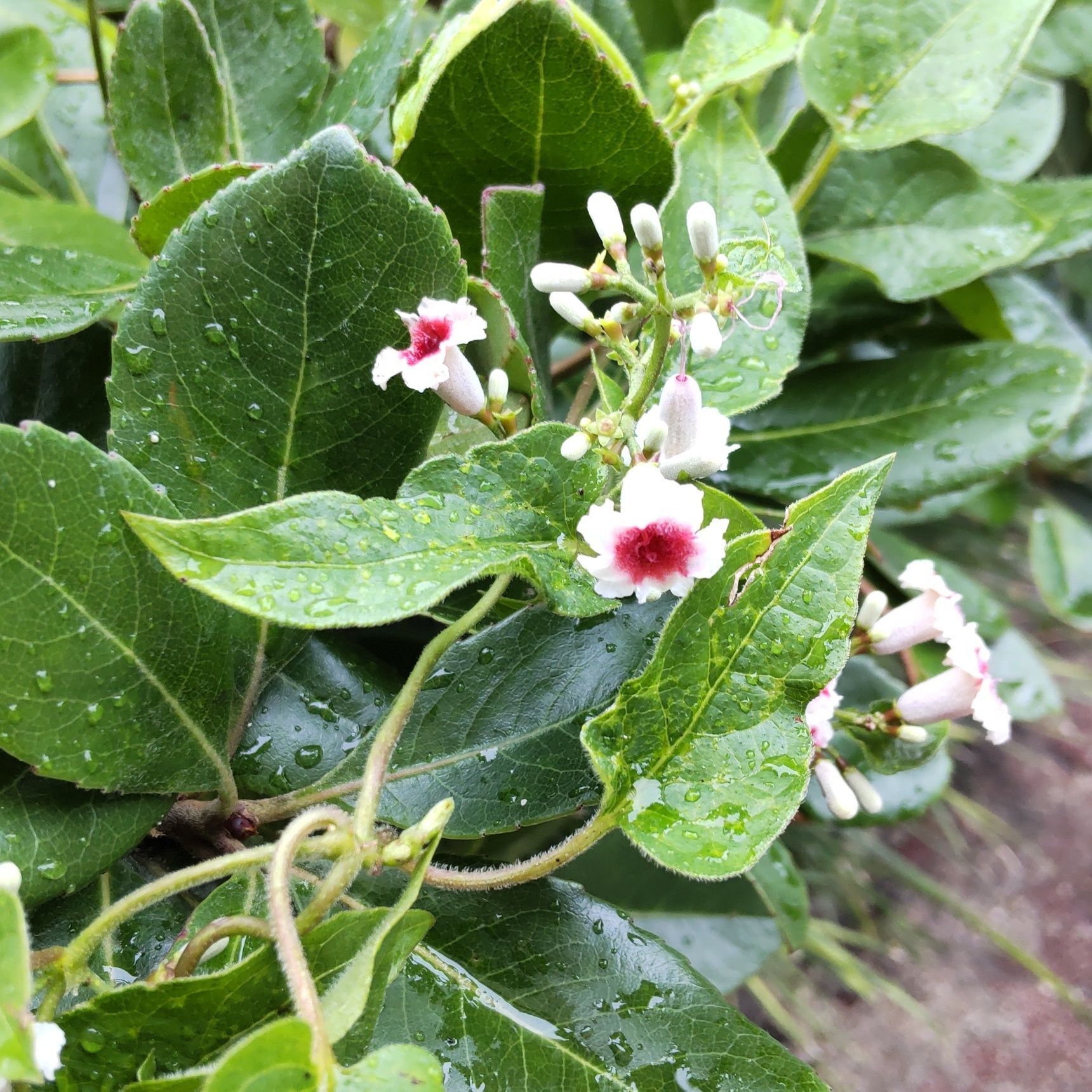 「ヘクソカズラ」って、お花は可愛いんですが…。