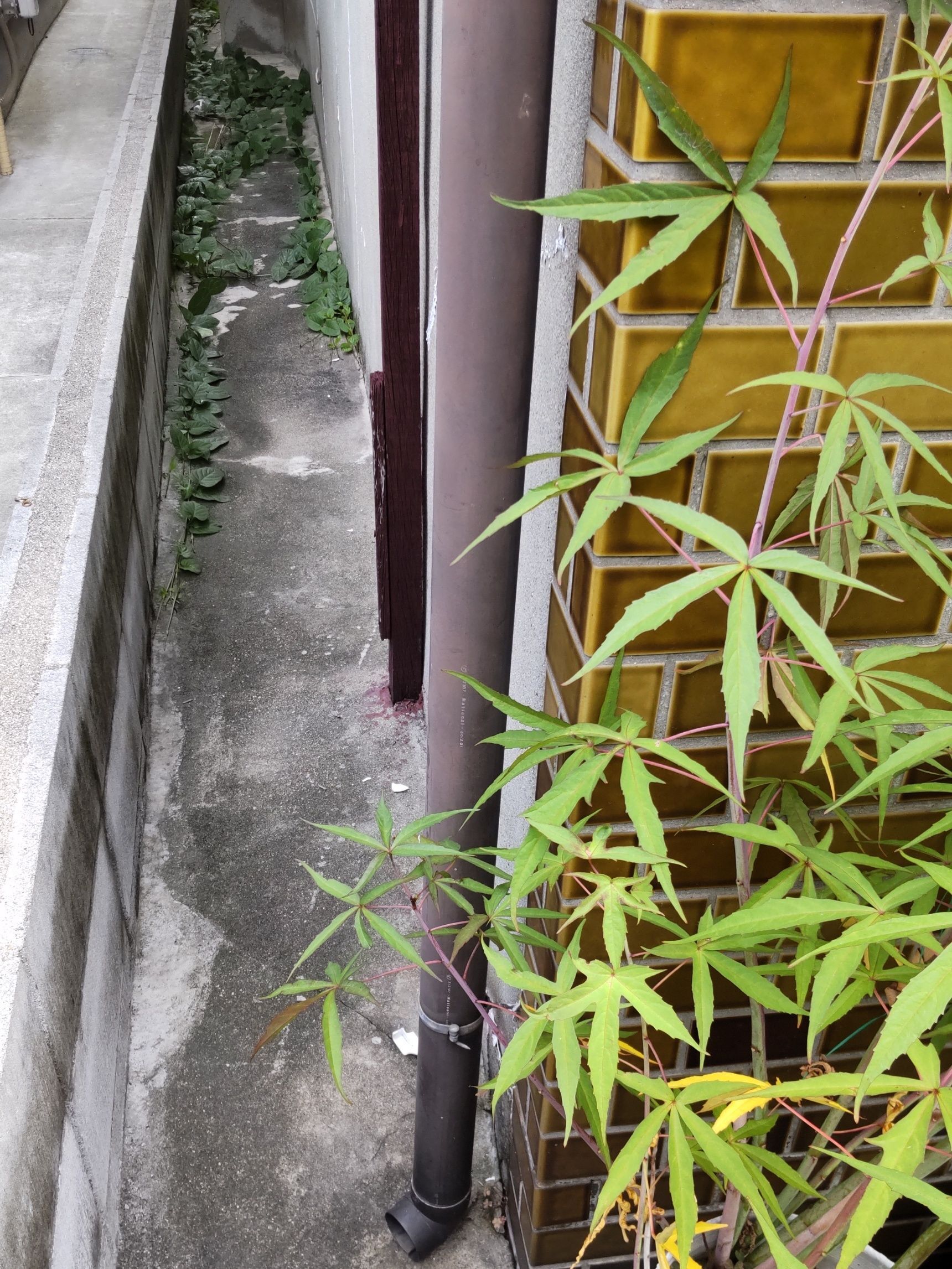 実は、今は住んでいないんですが、植木を植えている場所なんです。