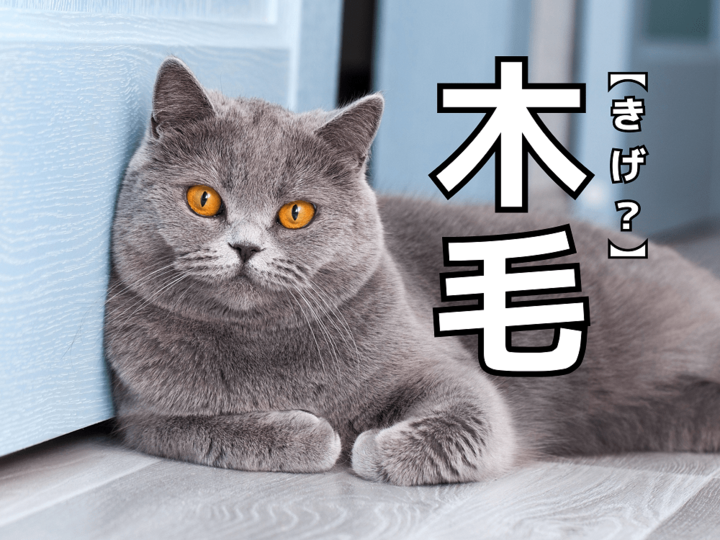 【木毛】を「きげ」と読んだら笑われます!【読めないと恥ずかしい漢字クイズ】