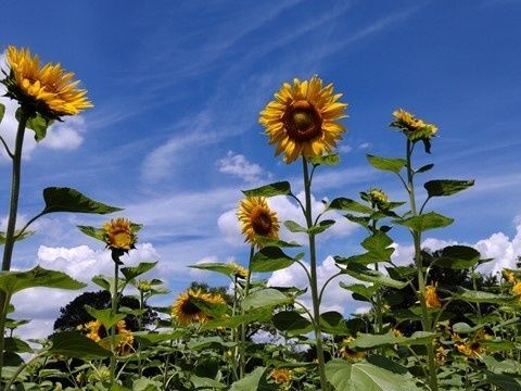 きちんと、アイスクリームを冷凍庫で管理して頂いてくださいね。