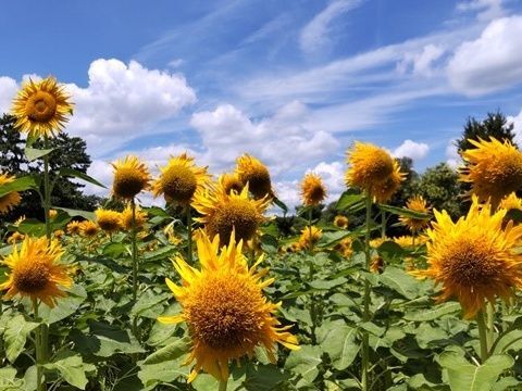 夏は、「パイナップル」が美味しいですよね。