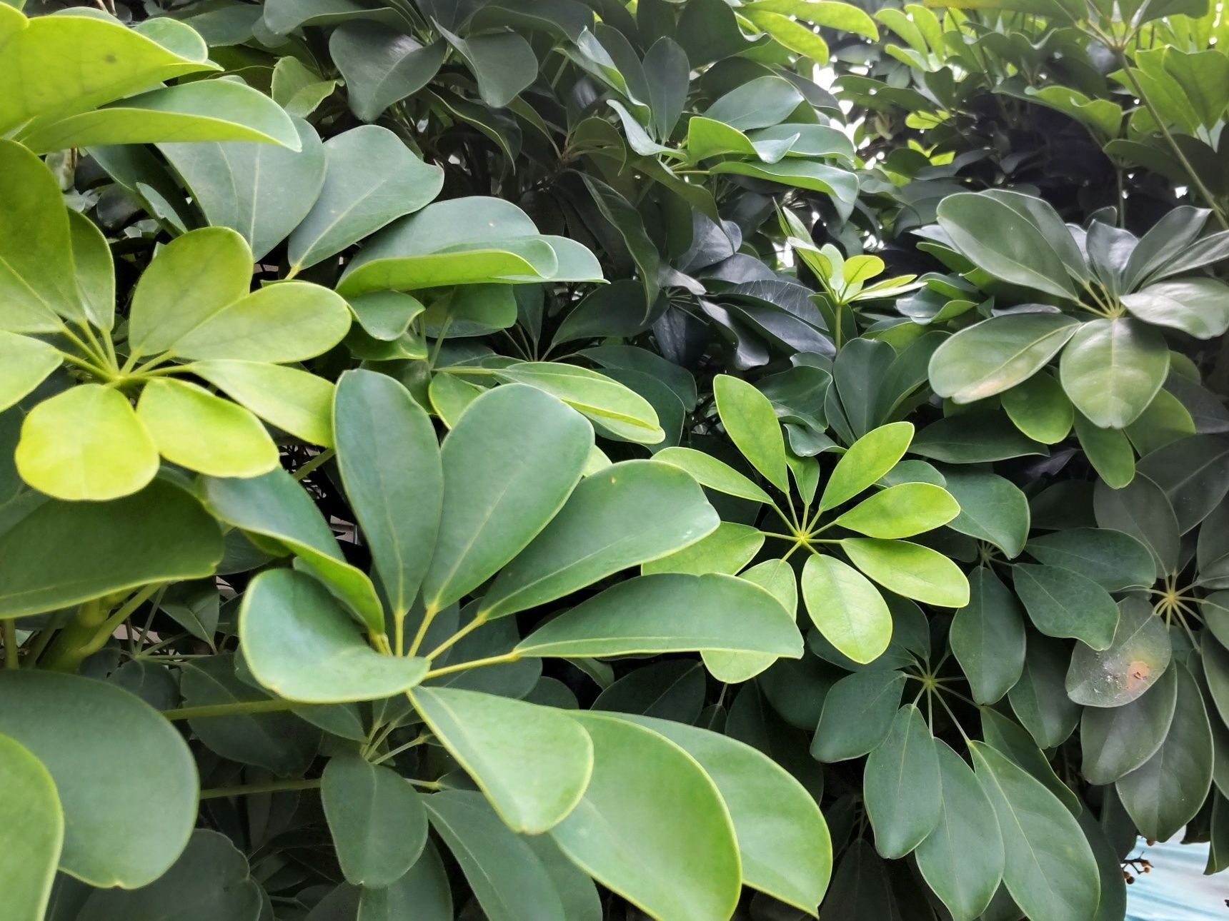 【酷暑の道端】観葉植物に「花」「実」？驚き！タコみたいな花の後、めったに見れない！鮮やかな「実」！